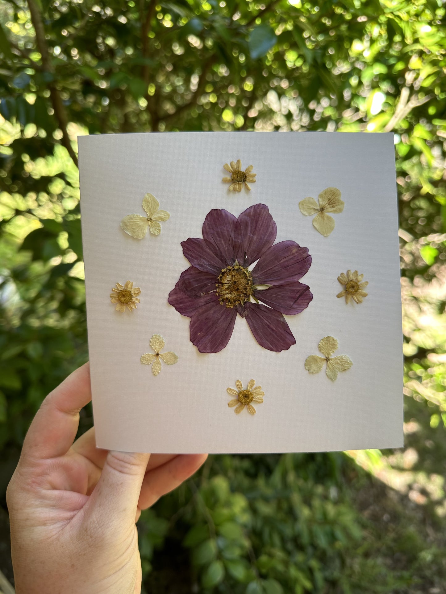 Cosmos Pressed Flower Greeting Card