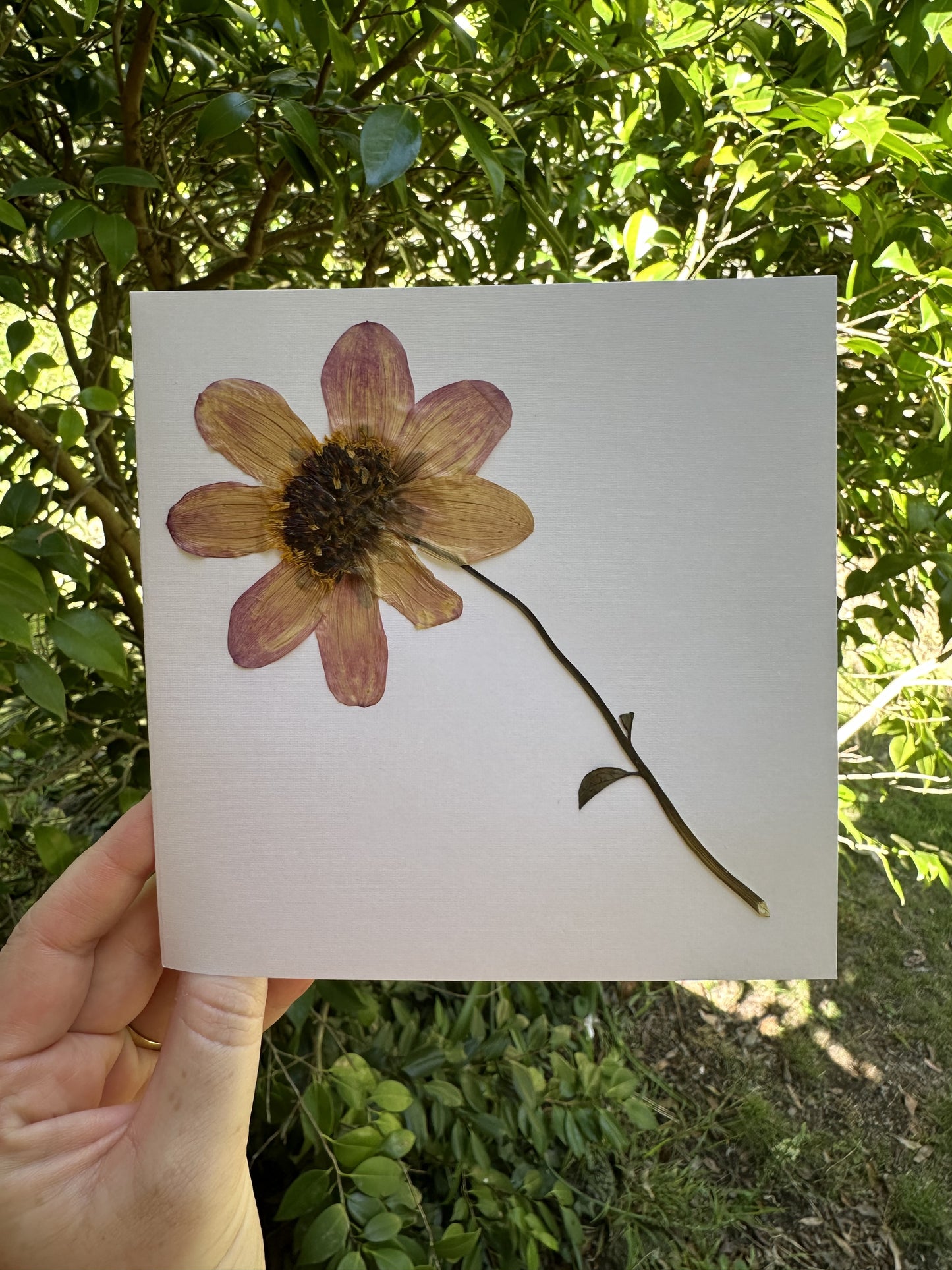 Dahlia Pressed Flower Greeting Card