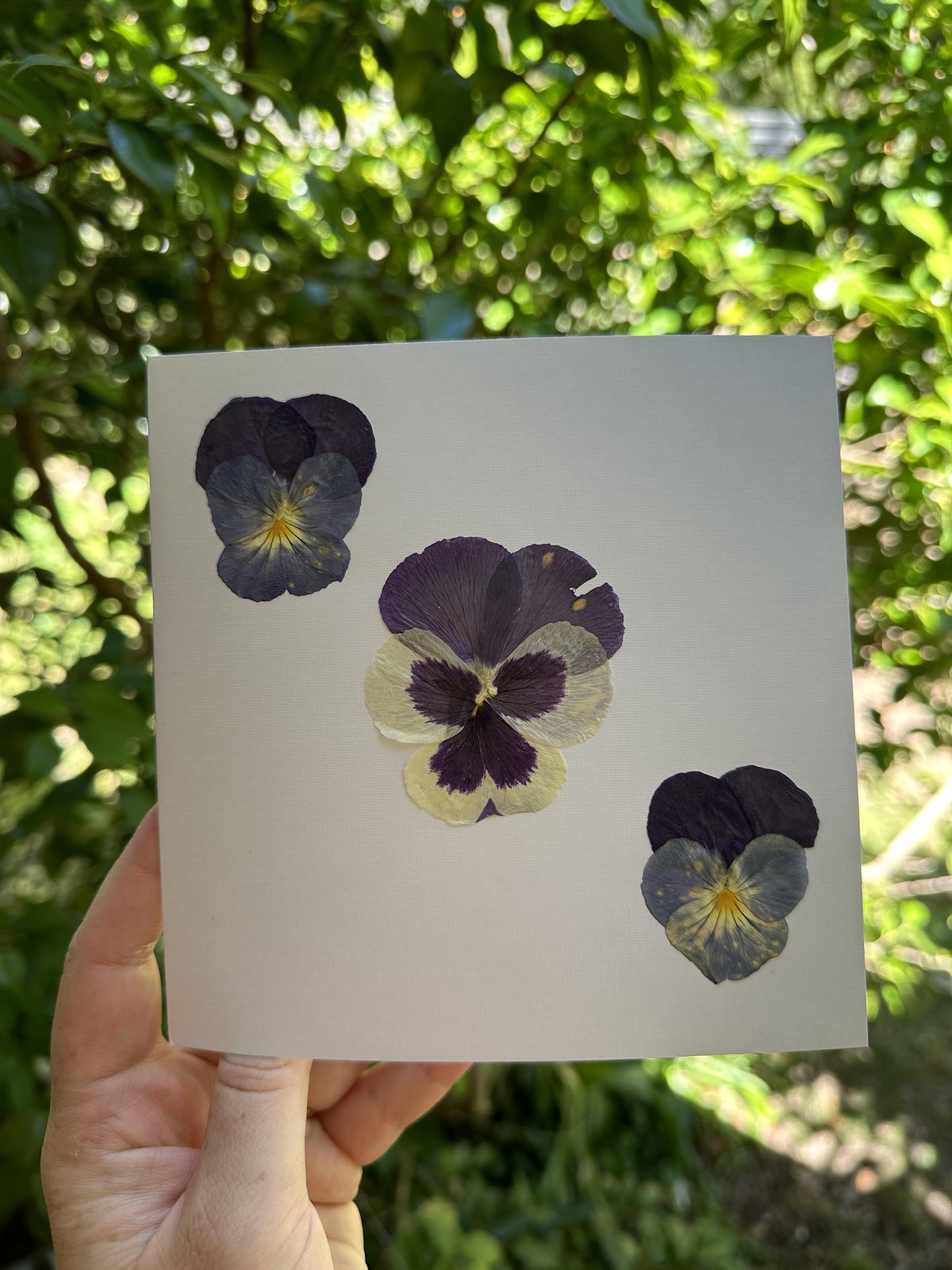 Pansy Pressed Flower Greeting Card